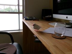机の縁 文鳥 空のグラス