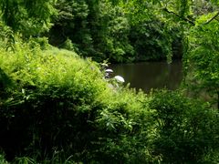 ため池 茂みの向こう 白い日傘