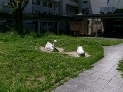 中庭 芝生 あひるの像